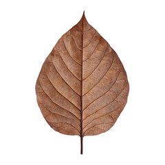 Fototapeta premium Teak Leaf Angled Thick Texture Useful for Sustainable Wood Graphics, Isolated