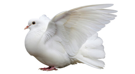 Isolated White Dove