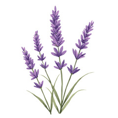 Naklejka premium Lavender flowers in a natural design with green leaves, hand drawn illustration, no background