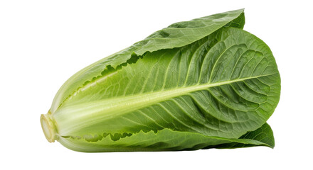 Isolated Romaine Lettuce