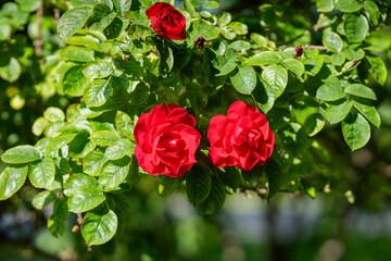 Rose Hansaland flowering with medium, semi-double, dark red flowers. Shrub rose Hansaland large green bush with red roses in bloom grows in the garden. 
