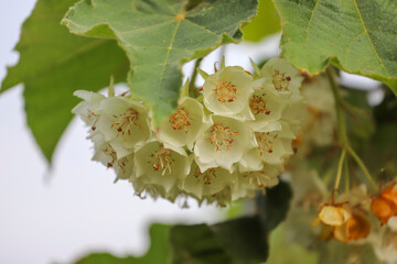 A dense cluster of white flowers with orange stamens, hanging under large green leaves, against a...