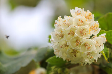 A dense cluster of white flowers with orange stamens, hanging under large green leaves, against a...