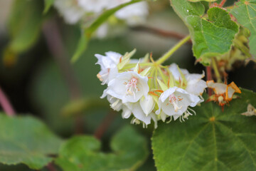  A dense cluster of white flowers with orange stamens, hanging under large green leaves, with a...