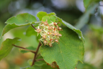 A cluster of white flowers from the Dombeya natalensis species, showing signs of fading and yellowish tones, surrounded by green leaves and a blurred background.