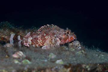 Scorpionfish resting quietly on a rock during the night at sea.