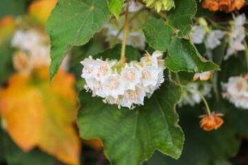A dense cluster of white flowers with orange stamens, hanging under large green leaves, with a...