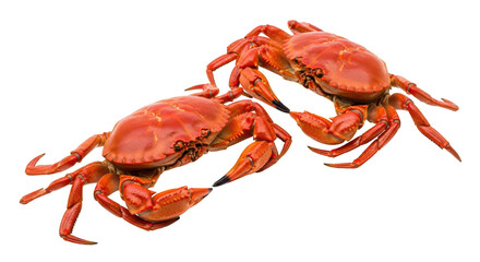 Isolated Crabs