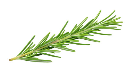 Isolated Rosemary