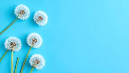 Dandelions on a bright blue background