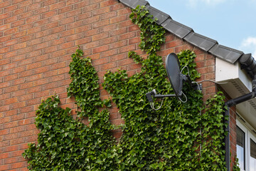 Nature meets technology: satellite dish on an ivy-covered house wall