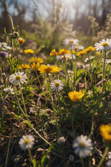 yellow flowers in spring