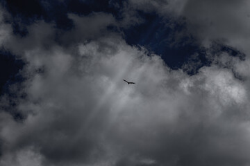 birds in the sky