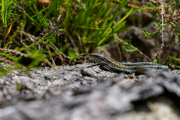 a common lizard lying on a stone. Sand lizard. Lacerta agilis Linnaeus