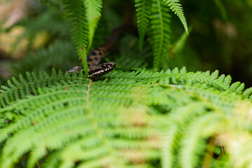 Close-up of a venomous and dangerous common European adder (Vipera berus) hidden in lush green fern foliage in its natural habitat. small resting snake