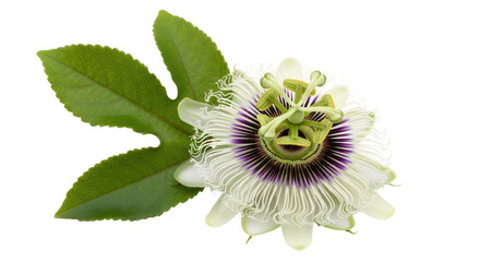 Isolated Passion Flower Blossom