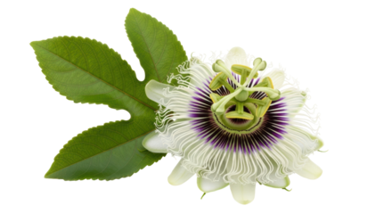 Isolated Passion Flower Blossom