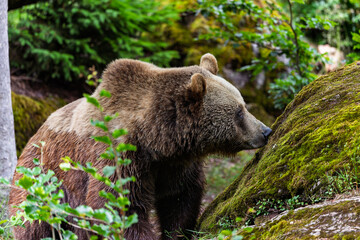 Wild brown bear in lush green Bavarian Forest, Germany. Close-up wildlife photography capturing the...