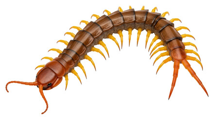 Isolated Centipede