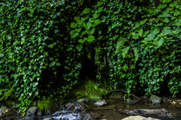 Fototapeta premium Lush green vines cascading over forest stream, dense foliage and ferns at the edge of a wild stream
