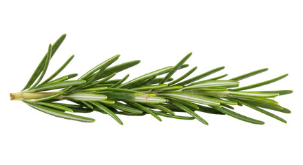 Isolated Rosemary Sprig