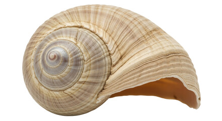 Isolated Seashell