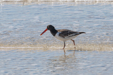 American Oystercatcher