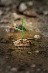 new life concept in water