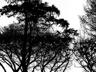 A group of pine trees damaged by an infection