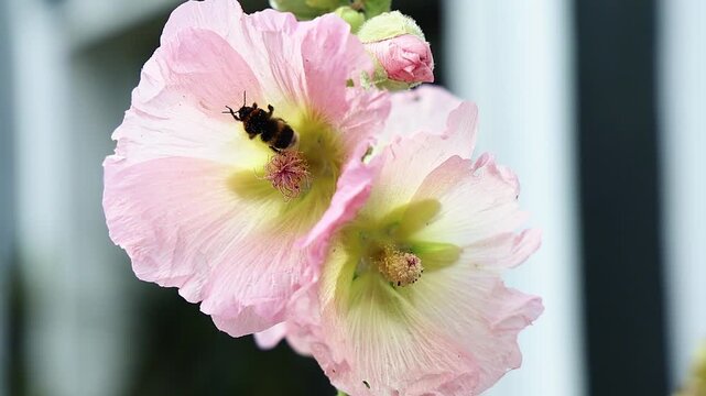 Bumblebee gathering golden pollen from delicate pink Hollyhock flower, showcasing intricate pollination process in vibrant slow motion detail.