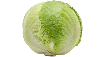 Isolated Iceberg Lettuce Head