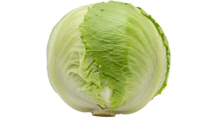 Isolated Iceberg Lettuce Head