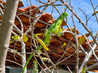 Brasil, barreirinhas- 2023, May: green iguana.