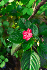 A flower of Busy Lizzie or Sultana in the garden on the morning for selective focus. Flowering plant thrives in cool climates and is popular as a decorative plant around the house.