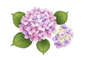 Beautiful watercolor painting of pink and purple hydrangeas with green leaves isolated on transparent background