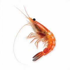 A photo of a vibrant and detailed shrimp, positioned diagonally. The shrimp has a shiny, orange-red hue and a transparent body revealing its intricate internal structures