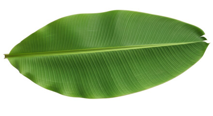Isolated Banana Leaf