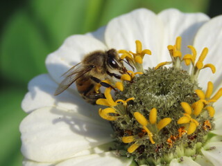 Closeup of a bee on a white flower. White zinnia flower with a bee.