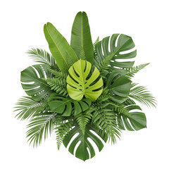 A lush arrangement of tropical green leaves including monstera and ferns isolated on transparent background