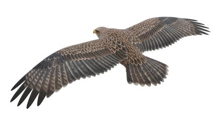 Isolated Eagle in Flight Illustration