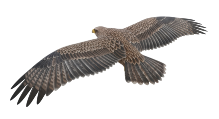 Isolated Eagle in Flight Illustration