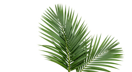 Isolated Palm Leaves
