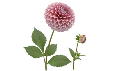 Isolated Dahlia