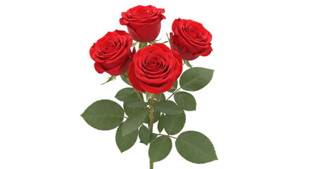 Isolated Red Roses Bouquet Fresh