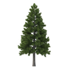 A tall full green pine tree with a textured bark trunk isolated on transparent background