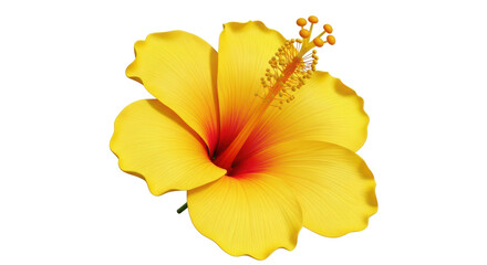 Isolated Hibiscus Yellow Flower Tropical