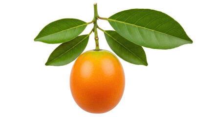 Isolated Marian Plum (Plum Mango) with Leaves