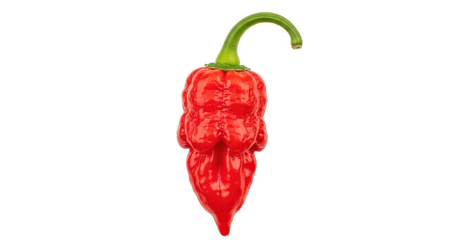 Isolated Carolina Reaper Pepper, Extremely Hot Chili