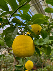 Ripe yellow lemons on a citrus tree in a greenhouse