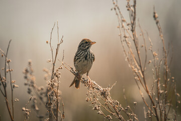 Savannah Sparrow bird closeup
